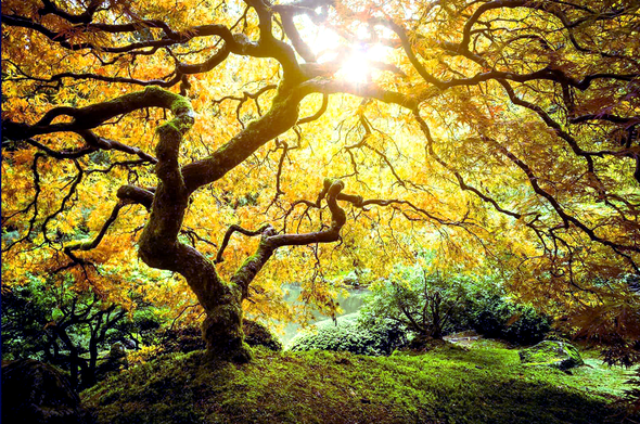 Tree of Life