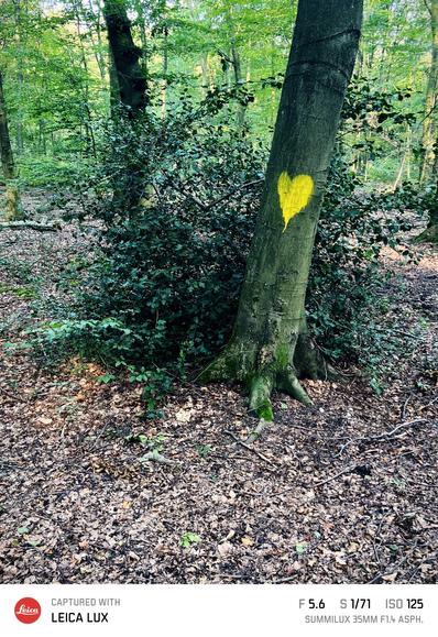 Baum im Wald, der mit einem gelben Herz gekennzeichnet oder besprüht ist