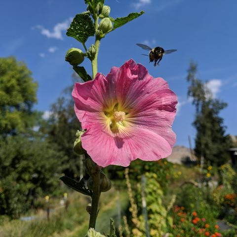 A cropped photo of a pink hollyhock flower. A half-black bumblebee entered the frame as the photo was snapped and proceeded to land on the flower and forage for a minute. It's wings are spread and forward preparing to land. The background is trees nearby with dry hills in the distance, the sky is blue with a few somewhat wispy clouds.