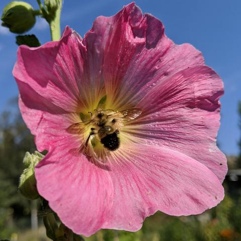 A cropped closeup photo of a pink hollyhock flower with a bumblebee on it. The bee has it's wings out as it is climbing up and over the center of the flower. The wings are a translucent black, the vein structure in the wings is visible. The bee is furry and about half of it is black and the other half a dirty yellow color.