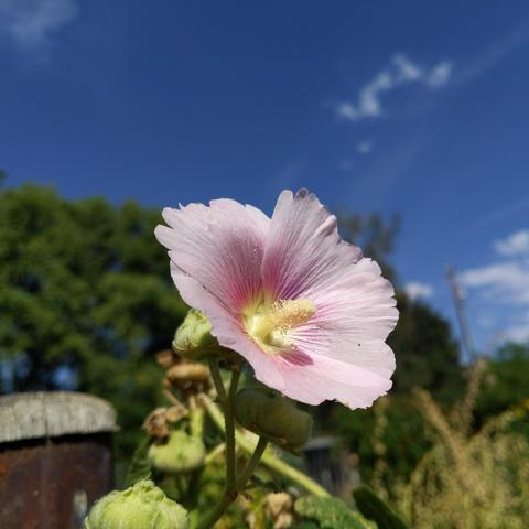 A light and dark pink hollyhock flower. It is the last flower on this stalk. The tips of the petal are light pink and nearer the center it is a darker pink with even darker nectar guides. There is a gatepost with wood cap to the left, willow trees beyond it and the flower, blue sky with wispy clouds above, there are dried hollyhock seed pods behind the flower and to the right farther away many drying hollyhock plants.
