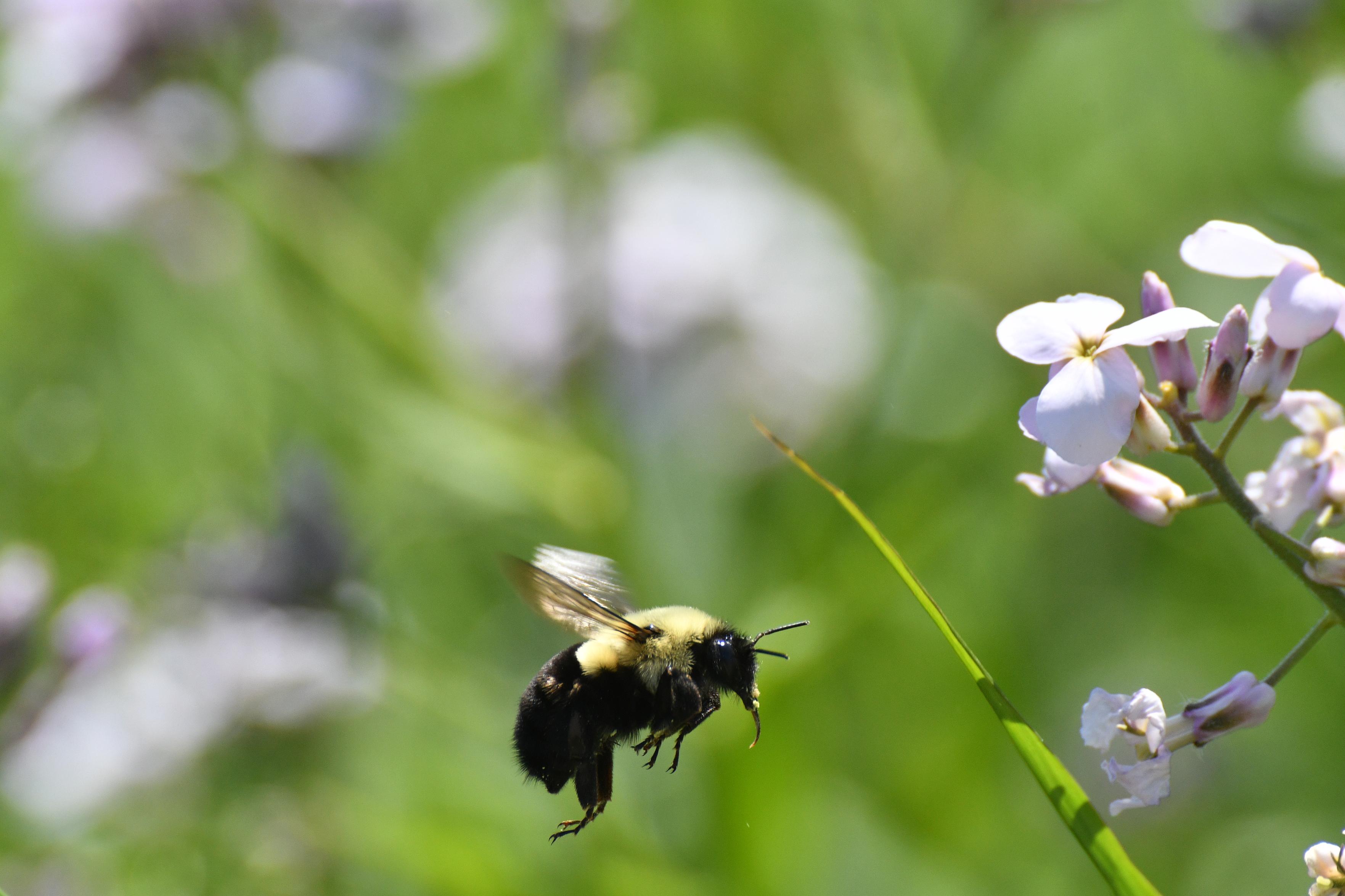 A%20big%20fuzzy%20bumblebee%20flying%20towards%20pale%20purple%20flowers%20against%20a%20blurry%20green%20background.%20It's%20moving%20wings%20are%20blurred%2C%20but%20you%20can%20see%20legs%20and%20antennae%20clearly.%20There%20are%20bits%20of%20yellow%20pollen%20around%20it's%20face.