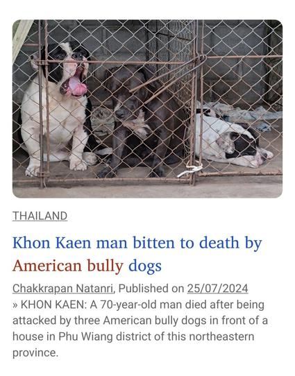 Screenshot of Bangkok Post report titled, "Khon Kaen man bitten to death by American bully dogs", with a photograph of the three killer dogs caged up.