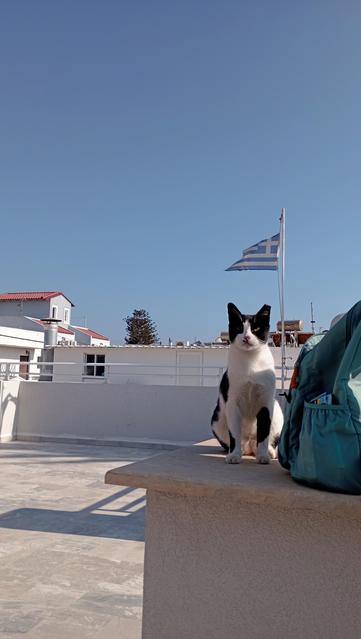 Kater sitzt auf Brüstung einer Dachterrasse, Griechische Flagge im Hintergrund, darunter Wolkenloser Himmel, und Häuser der Nachbarschaft 