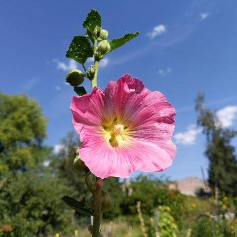 A pink hollyhock flower in the late morning light on a sunny day. The five petals overlap and will contract and close up tight when it is time for seeds to form. There are 4 or so buds of flowers that will emerge soon above the flower on the stalk. In the background on the left center and lower there are green trees. On the right and lower is a silver birch tree with some kind of spruce behind it making the lower part look more lush with foliage. The lower background is various foliage and flowers. The upper  background is blue sky with wispy clouds and a few small poofy ones. All of the background is out of focus.