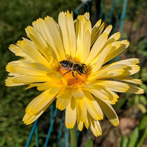 A small native bee on a yellow flower facing right. The bee is more black than yellow and is a little furry. The flower petals are pale yellow and the center is more orange.