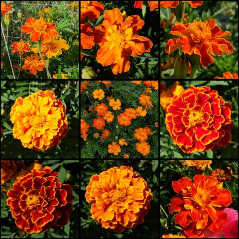 A montage of 9 cropped photos of french marigold flowers. They are generally orange with some more yellowish and others darker and even more red. The photos are arranged 3x3.