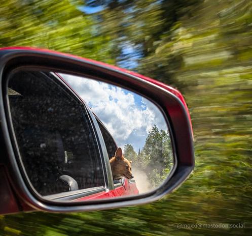 a view from the side-view mirror of moxxi the Corgi with her head outside of a red pickup truck window. the truck is driving on a forest road. the motion blur behind the mirror makes it seem like the truck is going very fast but it wasn't going that fast at all. also, no worries, Moxxi was wearing her safety belt, which is tethered to a human safety belt, which explains why she can stick her head outside the window but not much further.