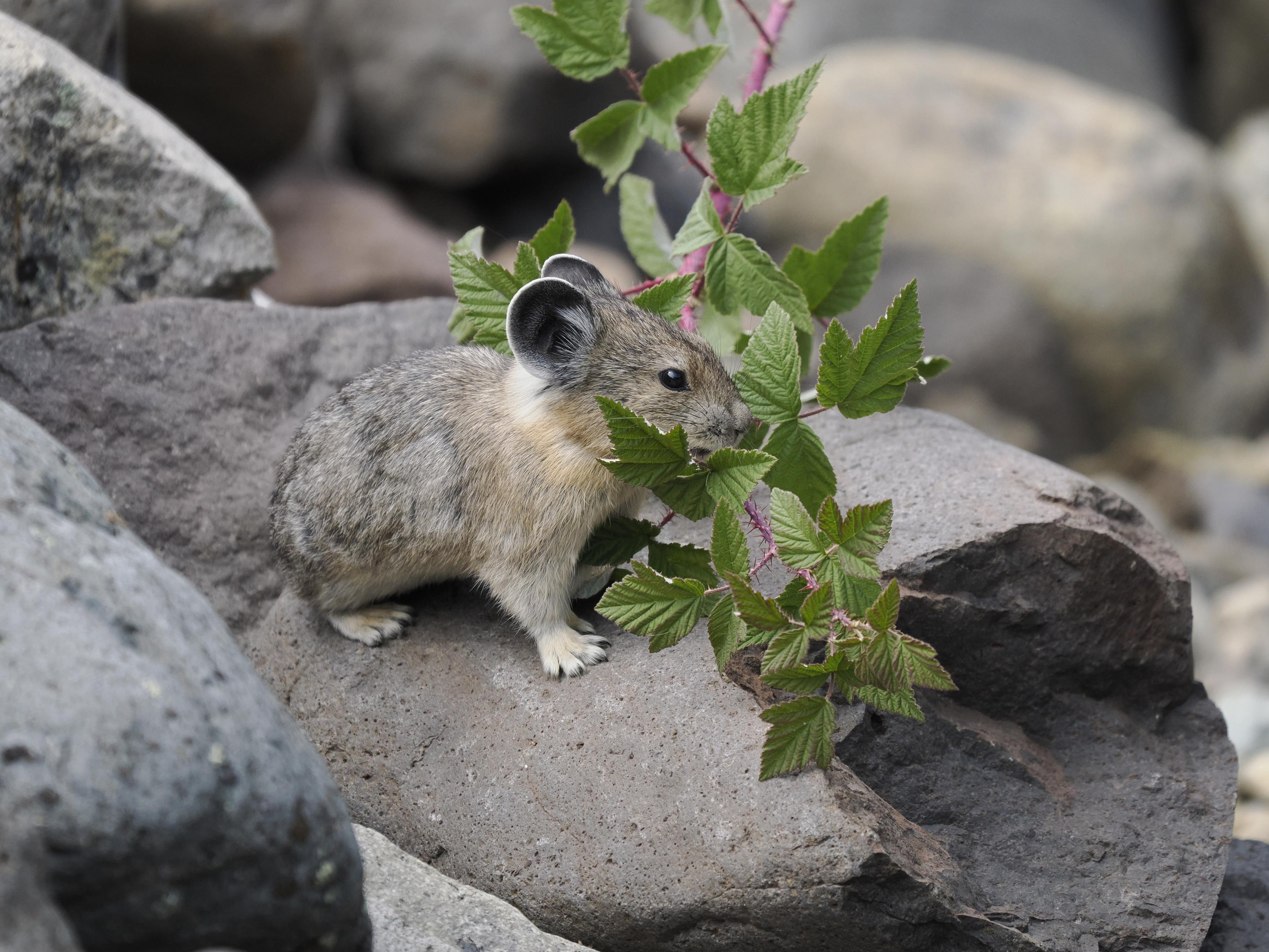 Pika caring branch