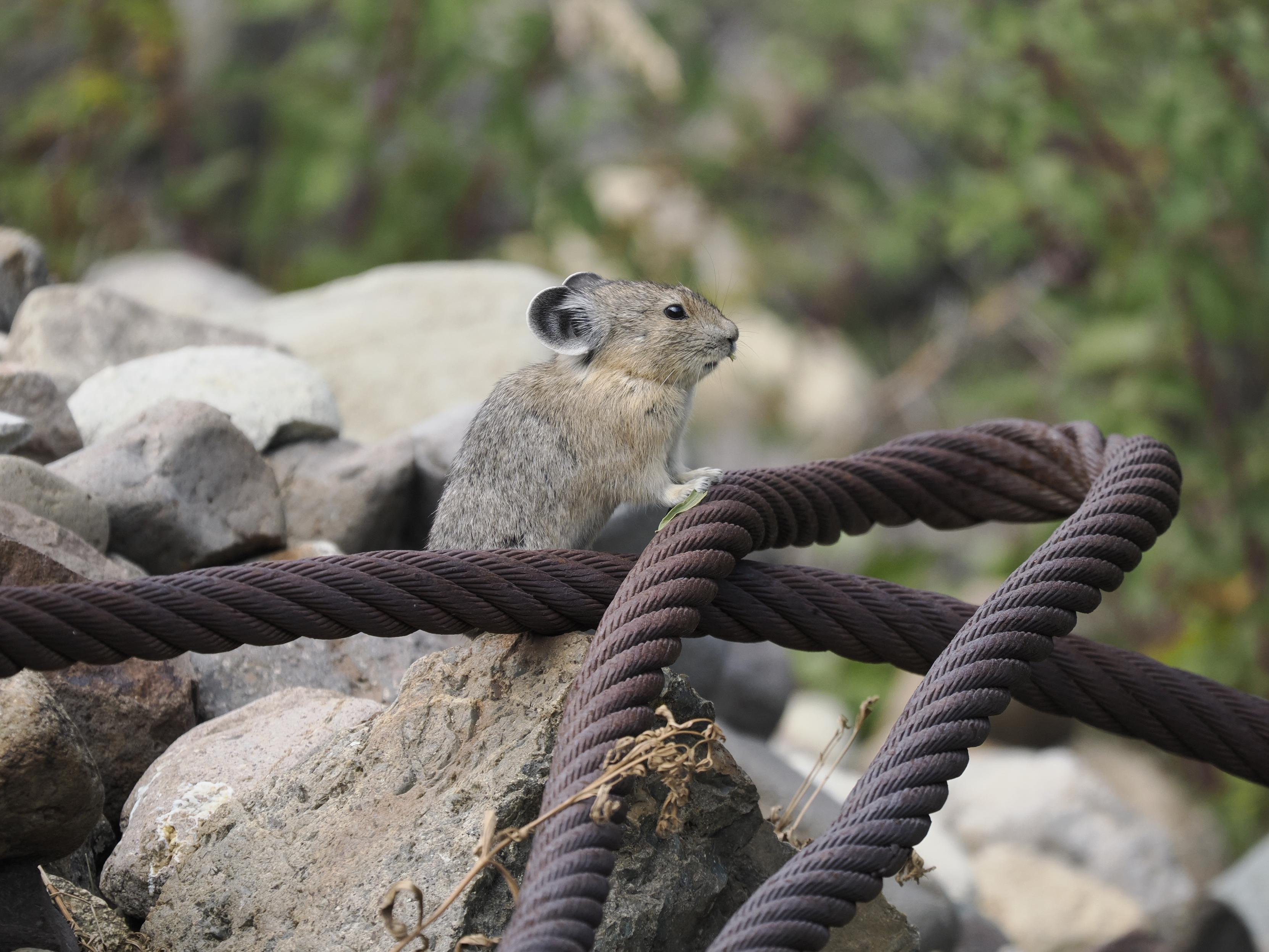 Pika posing on rope