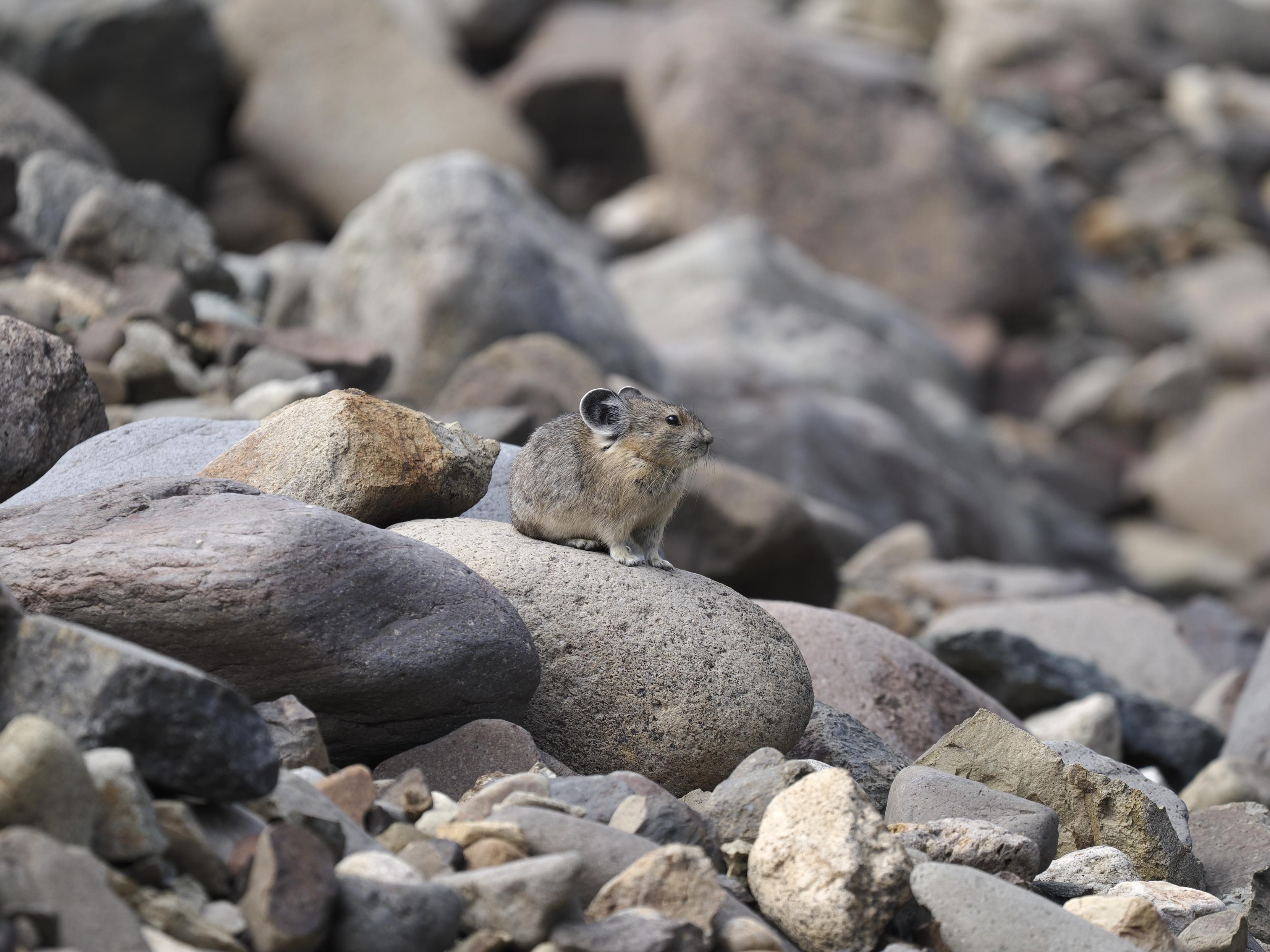 Pika on rock