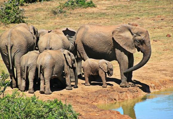 Esta imagen muestra un grupo de elefantes africanos, incluidos adultos y crías, cerca de una fuente de agua en lo que parece ser un entorno natural o una reserva. Los elefantes están agrupados, lo que refleja su comportamiento social altamente desarrollado, donde las crías suelen estar protegidas en el centro del grupo. Los elefantes mayores parecen estar vigilando mientras los más jóvenes exploran. Este comportamiento es típico en manadas de elefantes, que tienen estructuras sociales matriarcales y fuertes lazos familiares.