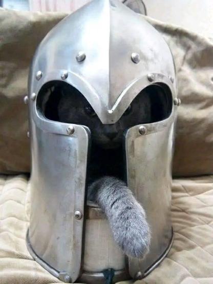 ALT

Gato dentro de un casco de armadura.