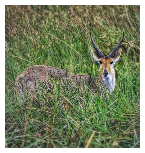 This is an art edited colour photo of a beautiful male Red Lechwe antelope standing in the very tall marshy reeds of the Okavango Delta. The beautiful Lechwe is making eye contact with a few blooms from the reeds arching his nose. As photographed on the Moremi Game Reserve, Botswana 