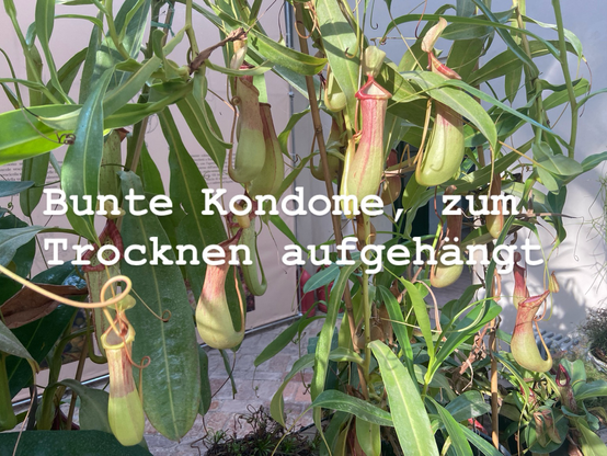 Bunte Kondome, zum Trocknen aufgehängt. 