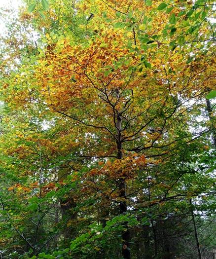 A beech tree, yellow and brown leaves scattered amounts the green.