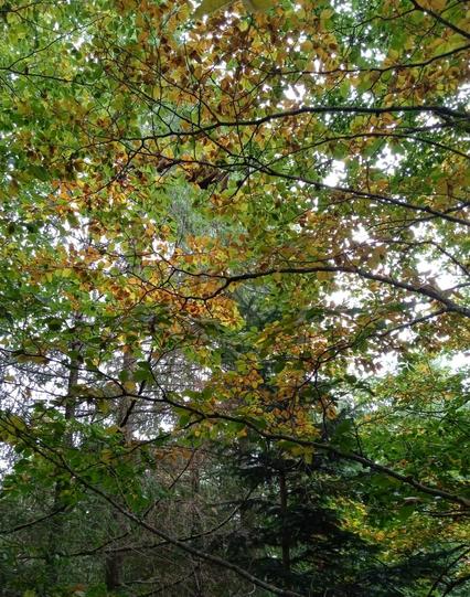 Tree branches, with some leaves turning yellow. Patches of dull white clouded sky seen behind.