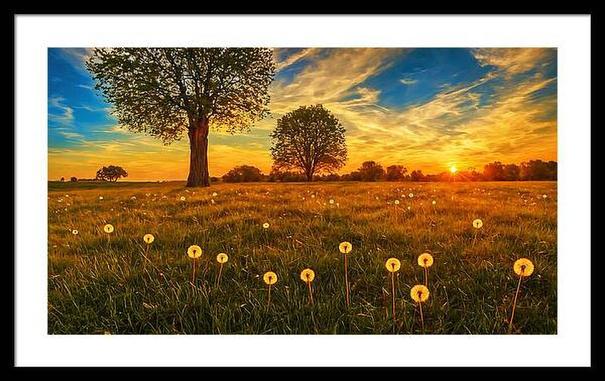 grass field with dandelions at sunset wall art