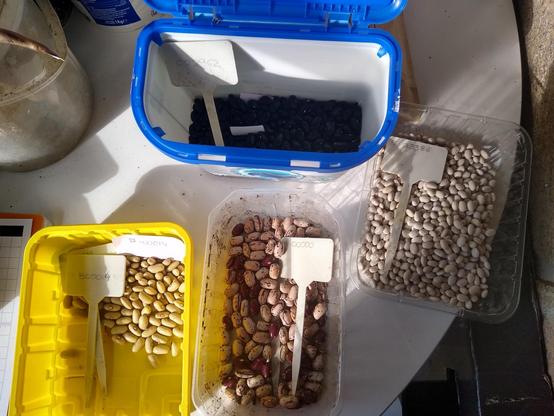 4 plastic recipients, 1 yellow, 2 transprent, 1 blue and white, containing dry beans of different varieties each. there's a yellowish small variety in the yellow recipient, a pinky and dark-red-spotted in one transparent, a very small white in another, and a deep purple-almost black in the last