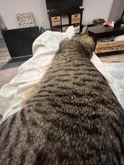 A close up, distorted photo taken from a cat's hips looking towards her shoulders that makes her look super long