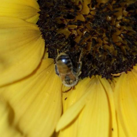Possibly a leafcutter bee but could be a long horned. It is sleeping on a sunflower at night.