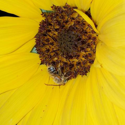 A long horned native bee sleeping on a sunflower. It is illuminated by a mobile phone light. It has long antennae, generally tan and black striped, and a little bit furry.