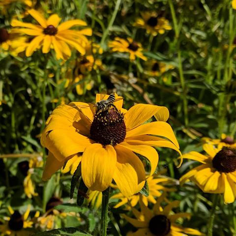 A leafcutter bee on a rudbeckia hirta flower. It has the tip of it's abdomen extended up into the air as it moves around on the flower. The flower has curled yellow petals and a dark center that protrudes.