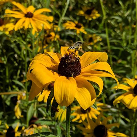 A leafcutter bee on a rudbeckia hirta flower. The bottom of it's abdomen is covered with yellow pollen. It is flying away. It is sort of grey and black striped and slightly furry.