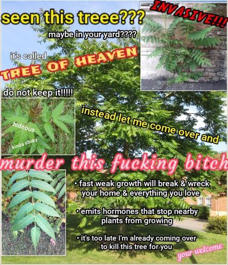 A visually unappealing collage with overlaid text in various colors and fonts. The images are various photos of an invasive tree called "Tree of Heaven," and the text reads: 

"Seen this tree? Maybe in your yard? It's called tree of heaven. Do not keep it! Instead let me come over and murder this fucking bitch. 

• Fast weak growth will break & wreck your home and everything you love. 

• Emits hormones that stop nearby plants from growing. 

• it's too late, I'm already coming over to kill this tree for you.

Your welcome." 

With extraneous other text such as "hideous" and "kinda stinky" over one small thumbnail and "invasive!!!" Overlaid across another in red text.