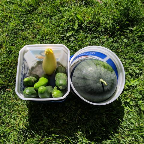 A garden harvest of cucumbers, squash and watermelon. There is a square pail with 6 cucumbers and 1 yellow squash. The other round pail has a watermelon in it.