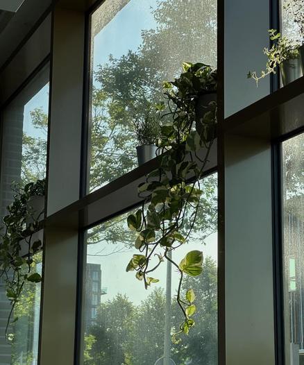 plants hanging from a ledge between two big window surfaces.
