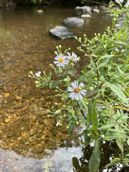 A blooming plant on a stream bank. The green, bushy plant has white blooms with long thin petals and a yellow center. Many are still chartreuse buds but there are 3 flowers in the fore. The background is a clear stream with and the bed of rocks and pebbles is visible. 
