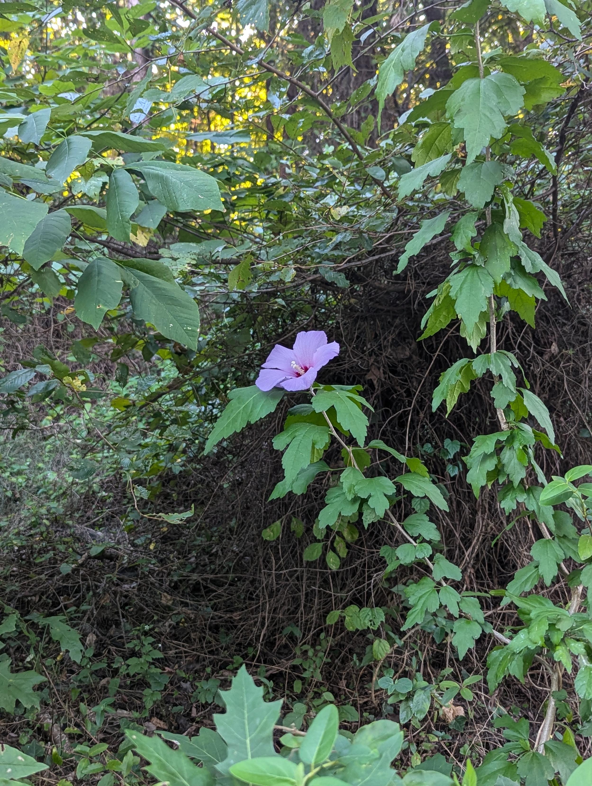 A single Lavender Rose of Sharon hibiscus blossom growing in a tangled patch of woods by the roadside near my home.