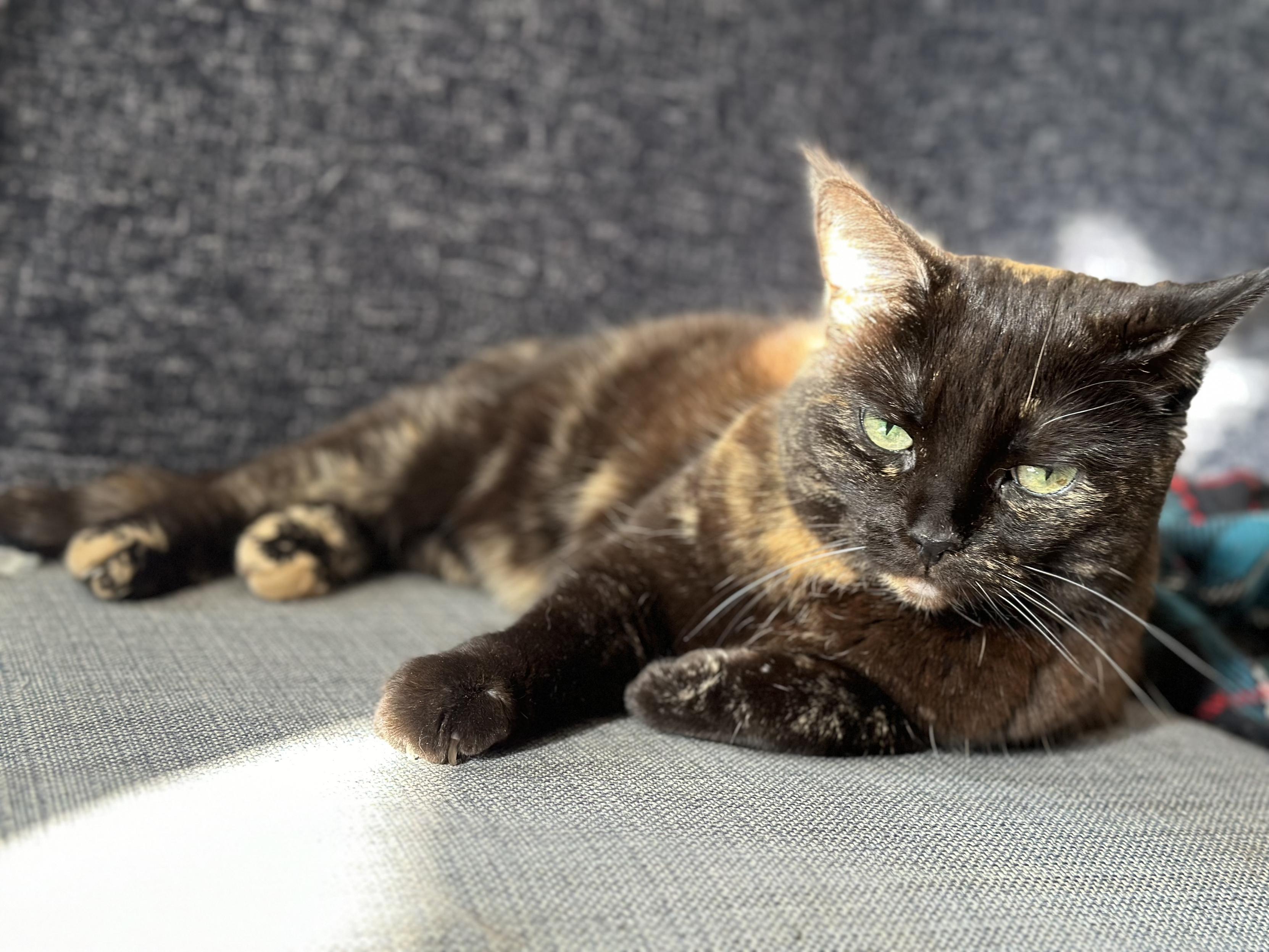 Doris, a tortoiseshell cat, lying on her side on a grey sofa in a patch of sunlight