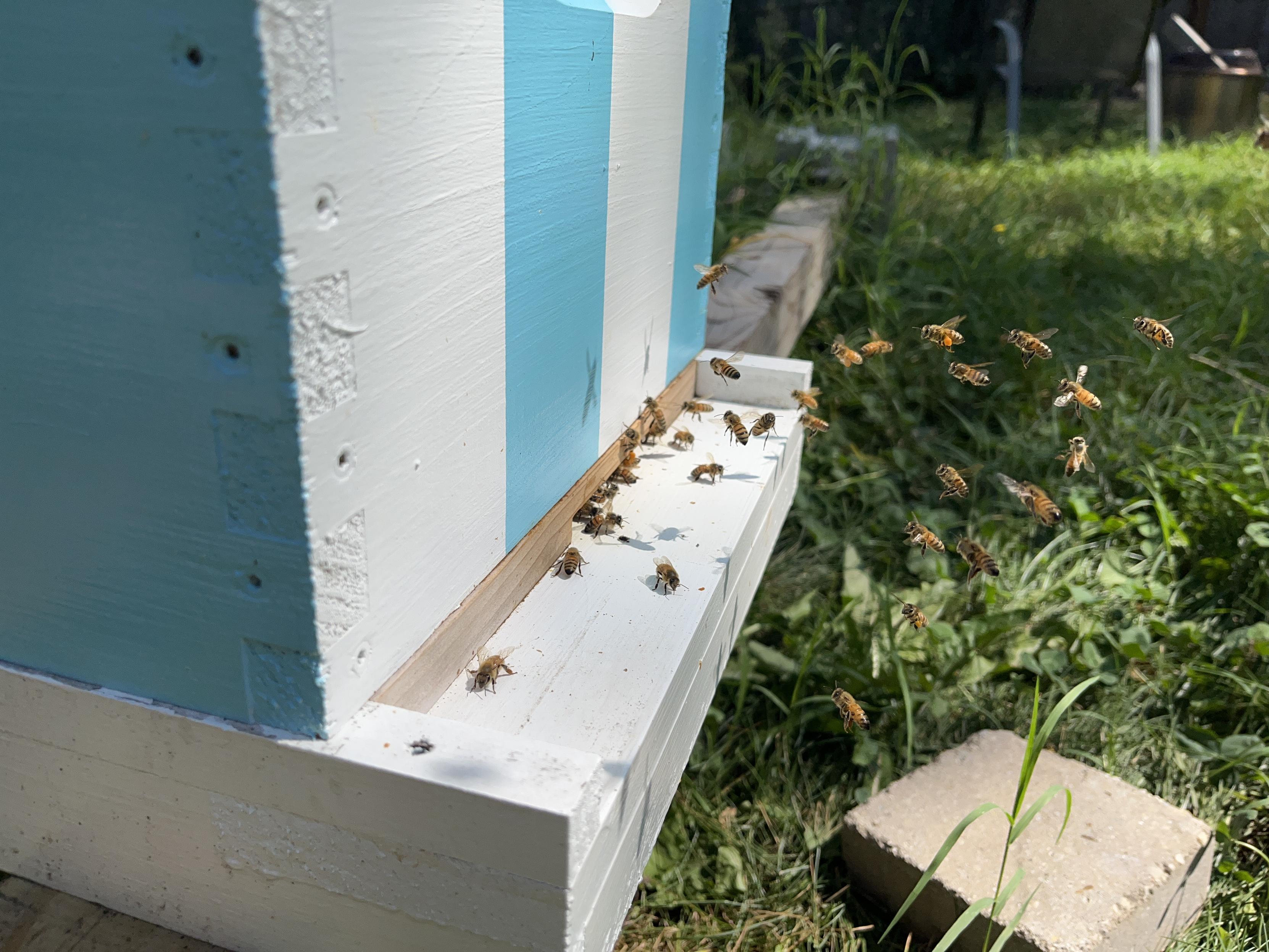 About 25 bees in various states of approaching, entering, and leaving a blue and white beehive. One of the uppermost bees is noticeably leaden with pollen. There is grass in the background that could stand to be mowed.