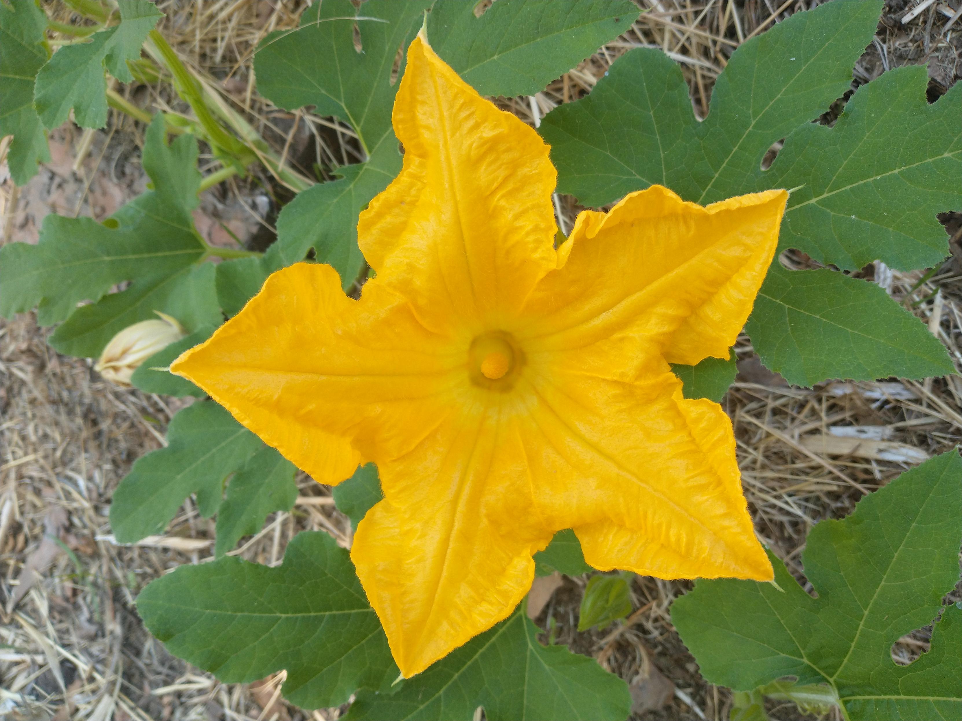 Face on picture of an electric yellow five fold symmetry squash blossom against a background of it's leaves.