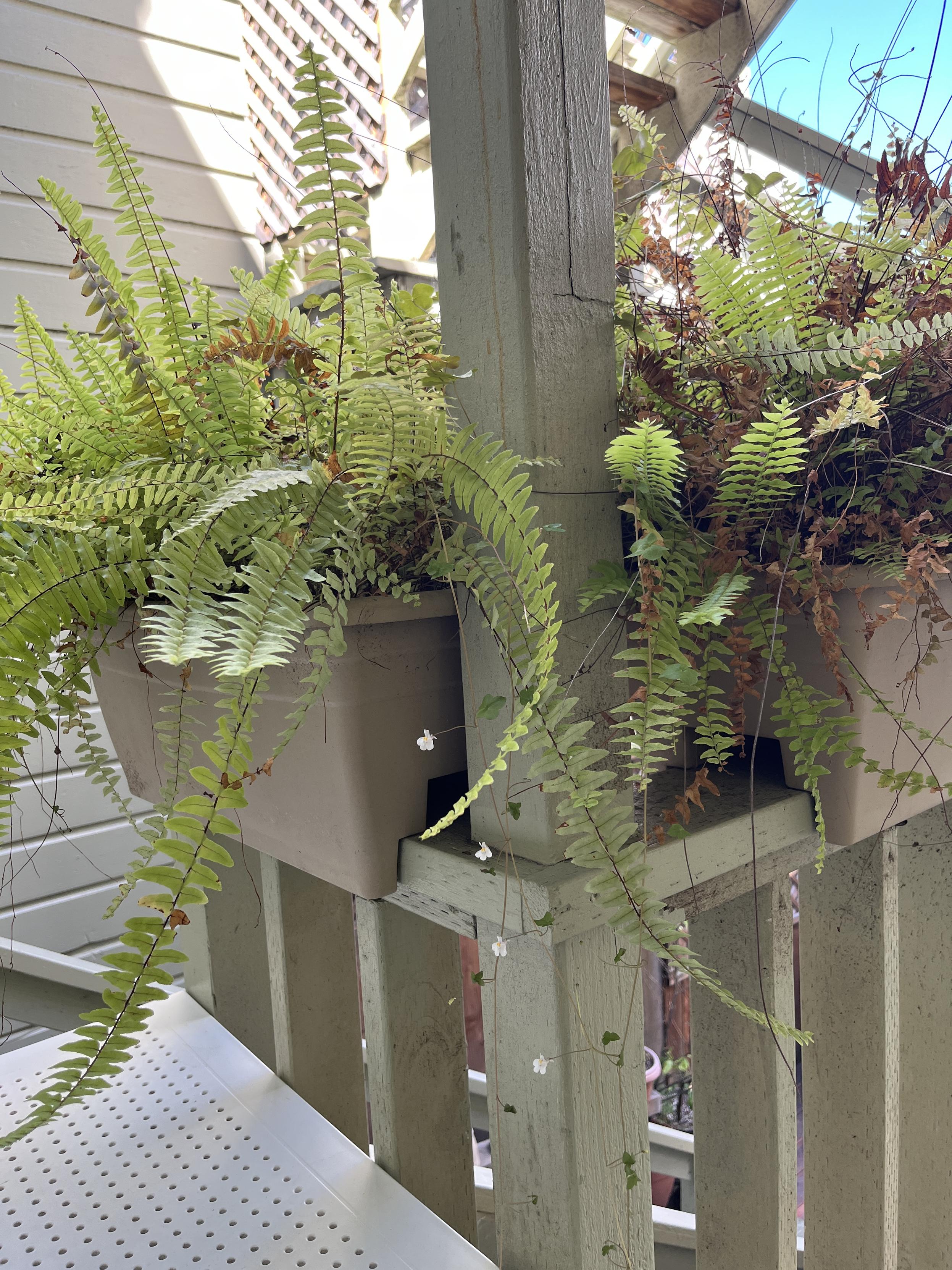 Two back deck railing planters full of ferns with a little strand of tiny flowers coming out of one planter. The railing of stairs going down is visible beyond a white outdoor table with little holes in it like pegboard. Blue sky is visible past the side of the neighboring house and between the stairs up to a higher deck. All the wood is of the wall and railings is painted pale lichen green.