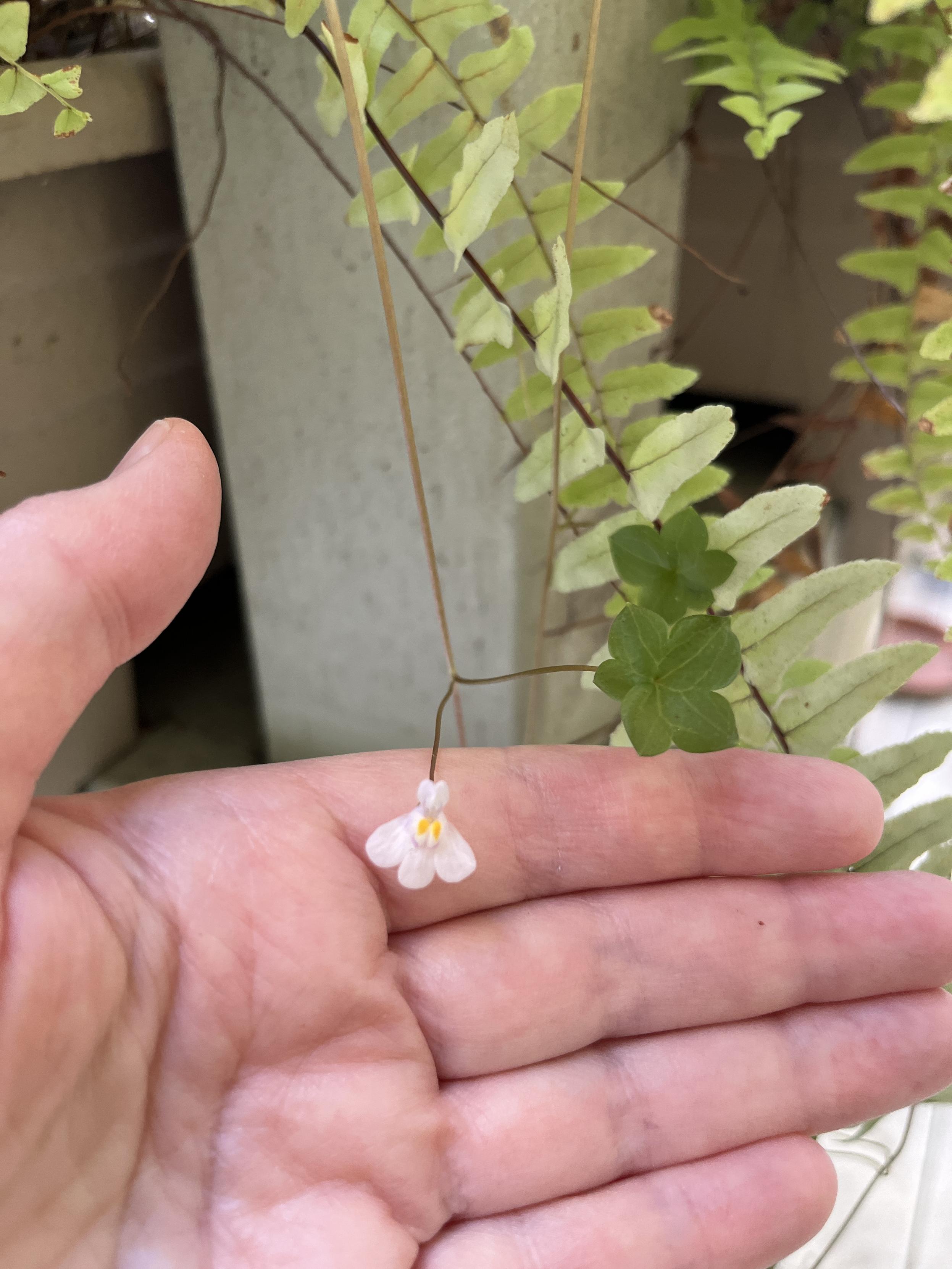 My hand supporting one of the tiny little flowers, small as a fingernail. They are shaped little like a cartoon duck foot, three curved lower part, with one upper part small as one of the curves, and a open mouth like a very shallow snapdragon between. The stem is bare with a single flower on its own branch and then five lobed leaves that look like a clover hoping to be a trefoil. The fern is visible in the background.