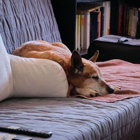 Photo of a red/brown dog asleep with its chin on its paws on a brown towel that's been spread onto one side of a living room sofa. 