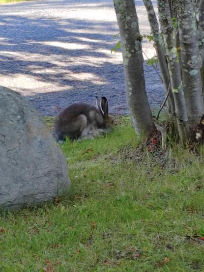Kuva jäniksestä etupihallamme