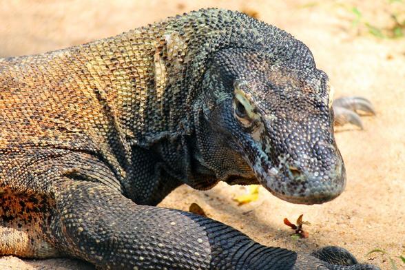 Dragón de Komodo descansando sobre un terreno arenoso, mostrando su piel escamosa y su mirada fija.