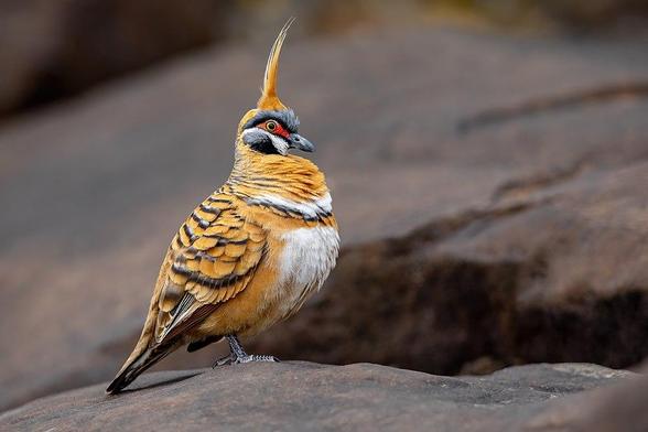 Spinifex pigeon’s plumage is distinctively rufous-brown with thin black bars on the wings and back. The forehead, the sides of the crown and the ear coverts are grey, while the bill is black, and it has distinctive facial markings including a bright red facial mask and a white band extending from the chin to behind the eye. 

photographed in Watarrka National Park in Australia's Northern Territory. Photograph credit: John Harrison