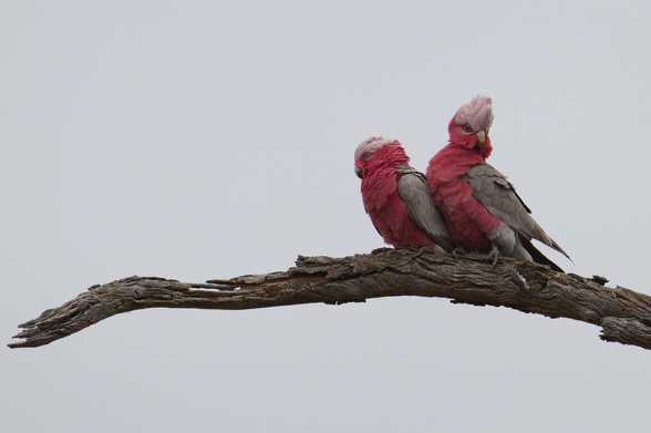 Two galahs huddled on a branch against a bleak grey sky