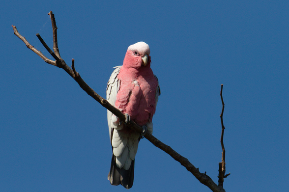 Galah perched on a branch against a vivid blue sky