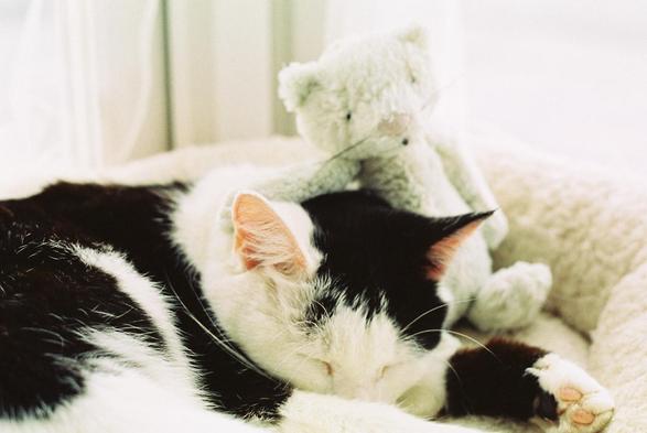 a pretty black and white cat 