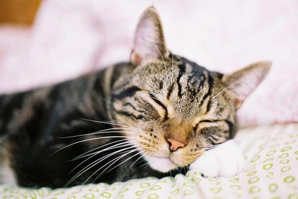 a handsome brown, black and white tabby cat 