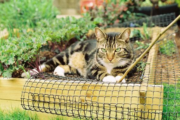 a handsome brown, black and white tabby cat 
