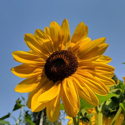 A photo of a sunflower in the late afternoon sun. Yellow petals, dark center, blue sky. The angle of the sun casts a shadow on parts of all the petals which are double or triple rowed on this flower.