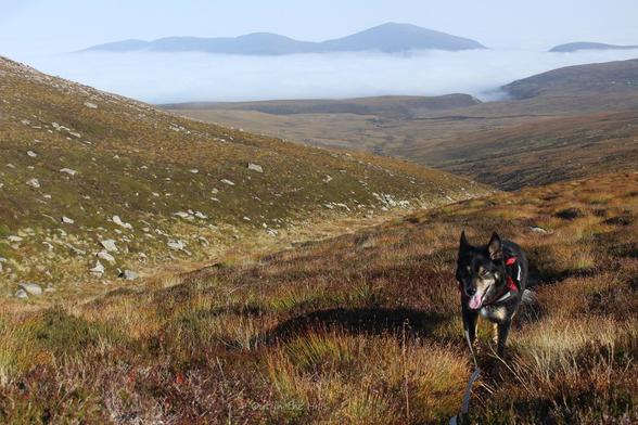 On a grassy heathery hill, the deer grass is turning a bronze colour, a stream running down a small valley. Moray the dog is looking at the camera. In the hazy distance the cloud is filling the valley, with some hills poking out further away.