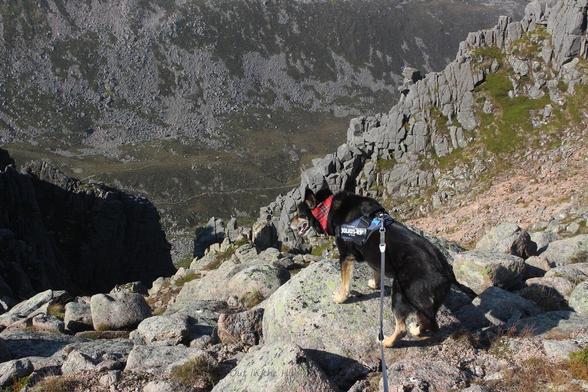 On a rocky hillside Moray the dog is looking down into a valley several hundred metres below.
